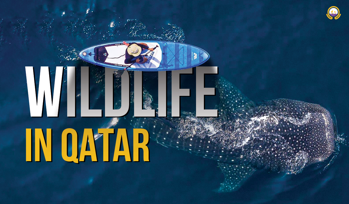 The Incredible Wildlife of Qatar: International Day for Biological Diversity 2023